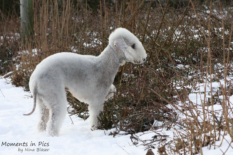 Airis Blue Volshebny Svet 2010-01-31 (4).JPG